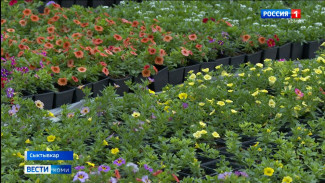 Столичные аграрии готовят рассаду цветов для благоустройства Сыктывкара в летний период