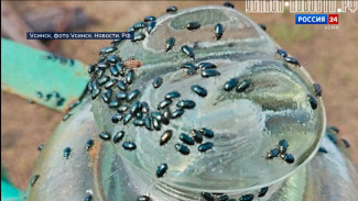 В усинской деревне Новикбож столкнулись с большим количеством жуков 