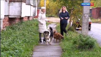 В России предложили ввести обязательную регистрацию домашних животных