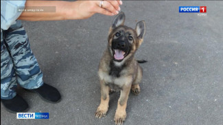 В республике подрастает новое поколение служебных собак