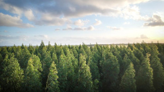 Коми вошла в тройку регионов по поглощению лесами углекислого газа