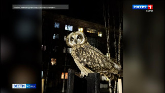 В Инте запечатлели на камеру ночную охотницу