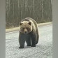 Минприроды Коми рассказало, почему нельзя кормить медведей на трассе