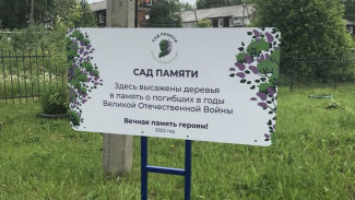 Возле школы №33 в Сыктывкаре высадили рябиновую аллею