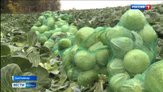 Уборочная кампания в нашем регионе продолжается