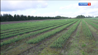 Закон запретит использовать при воспроизводстве лесов нерайонированные семена