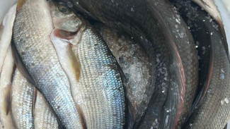 В Сосногорске дознавателем возбуждено уголовное дело в отношении четверых пермяков за незаконный вылов рыбы