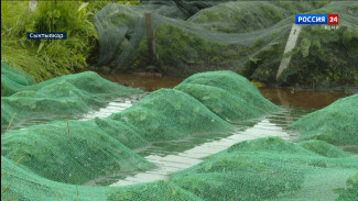 В Сыктывкаре ученые спасают поля с посадками от затопления