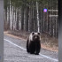 Жители Коми всё чаще встречают медведей