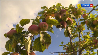 Юрий Иванов из Эжвинского района на протяжении нескольких лет выращивает яблони