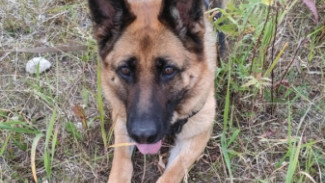 Овчарка по кличке Пантера помогла раскрыть разбой по горячим следам в Печоре