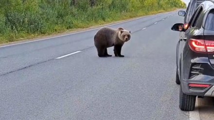 Минприроды Коми: причин отстреливать медведя на ухтинской трассе нет