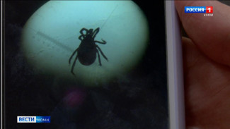 Клещи в Коми поставили очередной рекорд