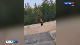  В Коми вновь участились случаи выхода диких животных к населённым пунктам