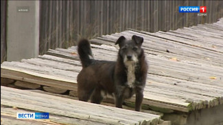 Следственные органы проводят проверку по факту нападения в Инте бездомных собак на ребёнка