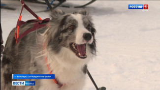 Гонка на собачьих упряжках «Легенда севера»