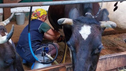  В 2025 году в Коми благодаря грантовой поддержке реализуются 8 проектов в сфере АПК