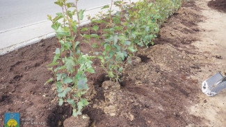 В Сыктывкаре продолжается плановая посадка деревьев и кустарников