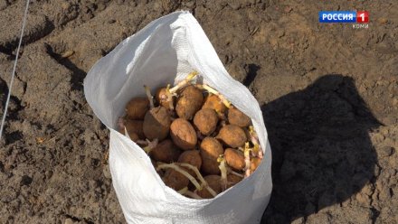 Аграрии Коми могут получить субсидию на производство картофеля