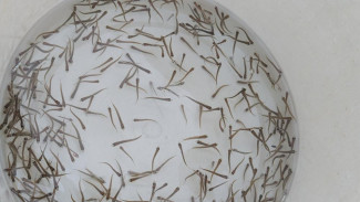 В Вычегду выпустили более двух миллионов мальков сига