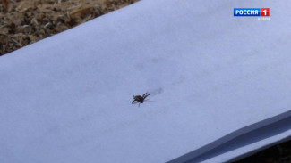  В этом году в столице Коми обработают от клещей 39 участков