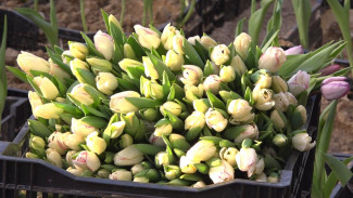 Большинство россиян не планирует отмечать День святого Валентина ни дома, ни на работе