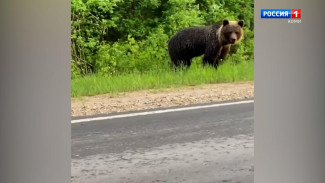 В Минприроды Коми рассказали, что делать при встрече с диким зверем