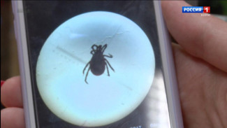В Коми четыре из десяти обследованных клещей заражены боррелиозом
