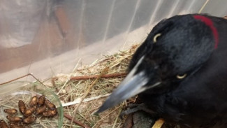 Из Сыктывкара в Москву отправили черного дятла