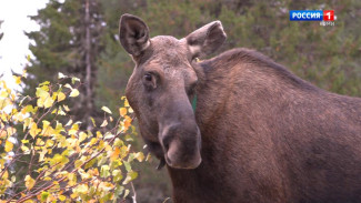 Житель Прилузского района обвиняется в браконьерстве