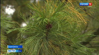 Сегодня в столице Коми завершает свою работу Республиканский слёт школьных лесничеств