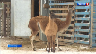 В зоопарке Коми появился энергичный малыш-лама! Поможем выбрать ему имя