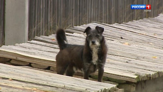 Житель Ижмы предстанет перед судом за истязание соседской собаки