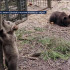 Маленькая медведица, спасенная в Коми, подружилась со своей соседкой по кличке Кнопочка