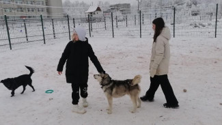 В столице Коми появилась новая площадка для выгула собак