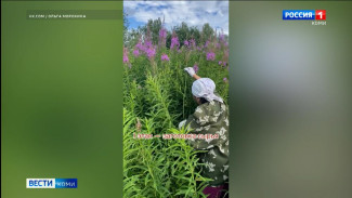 Как превратить иван-чай во вкусный и полезный напиток