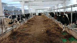 В местечке Чибин села Пажга восстановлено недействующее животноводческое помещение в Сыктывдинском районе