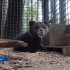 Медвежонок Кира из Коми пока не покидает Центр спасения медвежат-сирот в Тверской области
