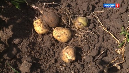 15 фактов о картофеле