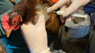 В Коми проводятся профилактические мероприятия против гриппа птиц