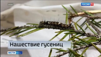 В Коми установлена карантинная зона по сибирскому шелкопряду