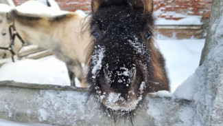 Региональный оператор Севера завершил акцию с Новогодними ёлками в Республики Коми